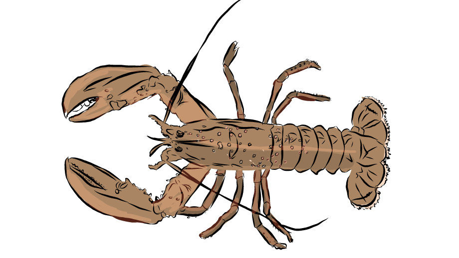 Hummer_color