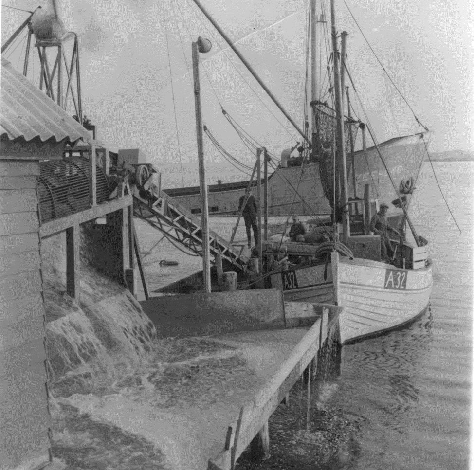 3126F569 Limfjorden-Sundby muslinger Thisted Bredning