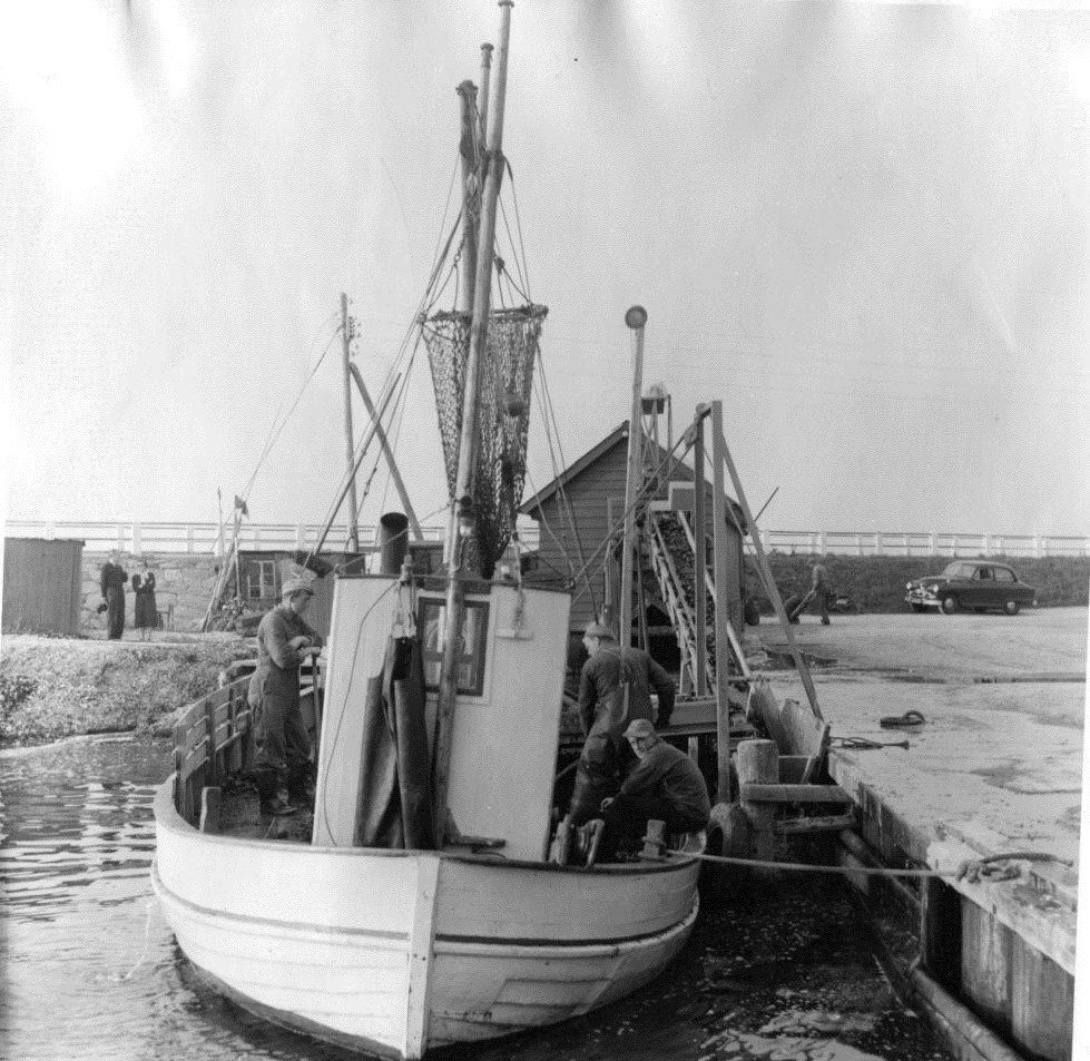 3126F570 Limfjorden-Sundby muslinger